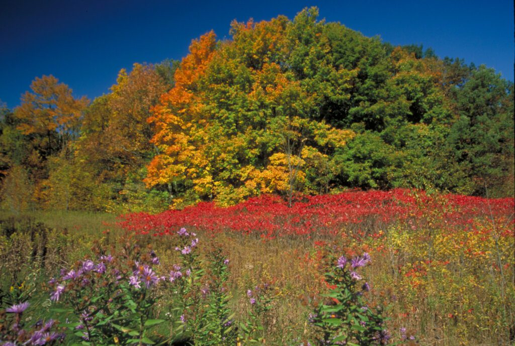 A forest in autumn with brightly colored red and orange leaves.