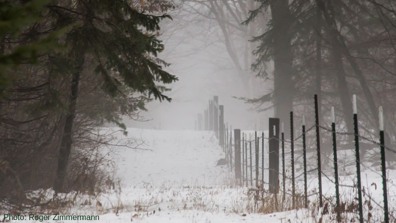 A foggy snowy winter scene with pine trees and a rustic fence.