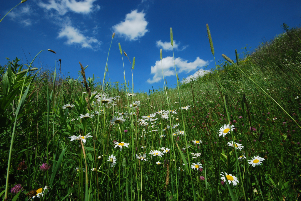 A field full of wildflowers with a bright blue sky.