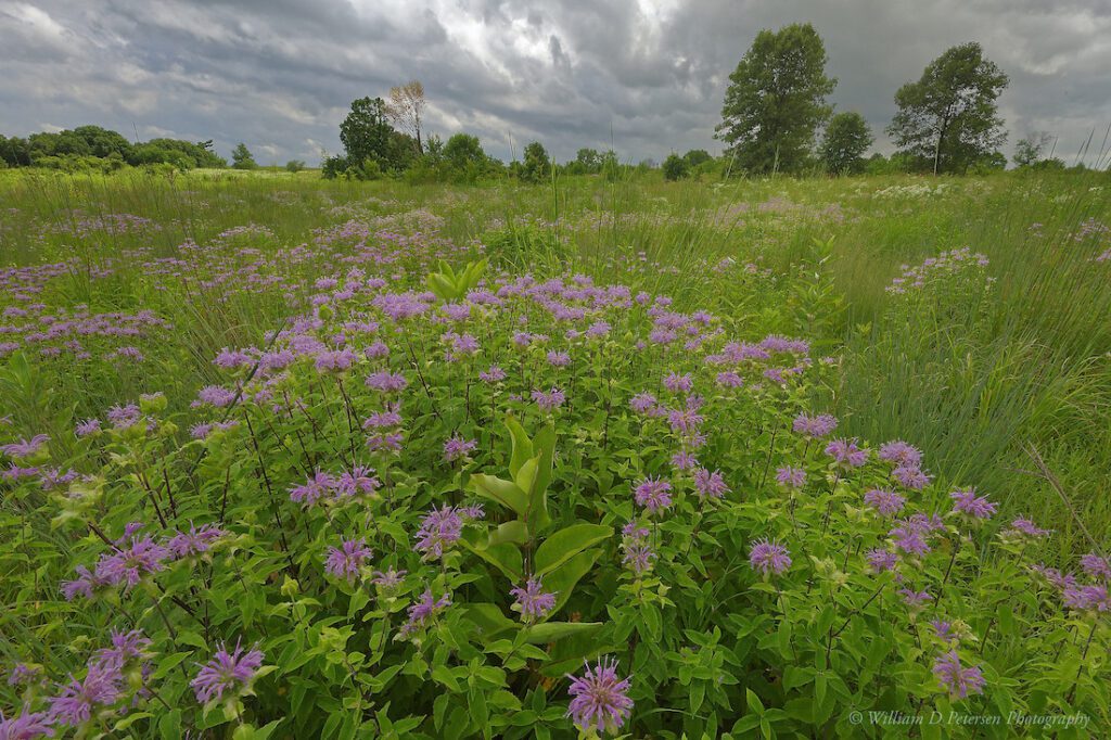 A field full of purple prairie flowers with a stormy looking sky.