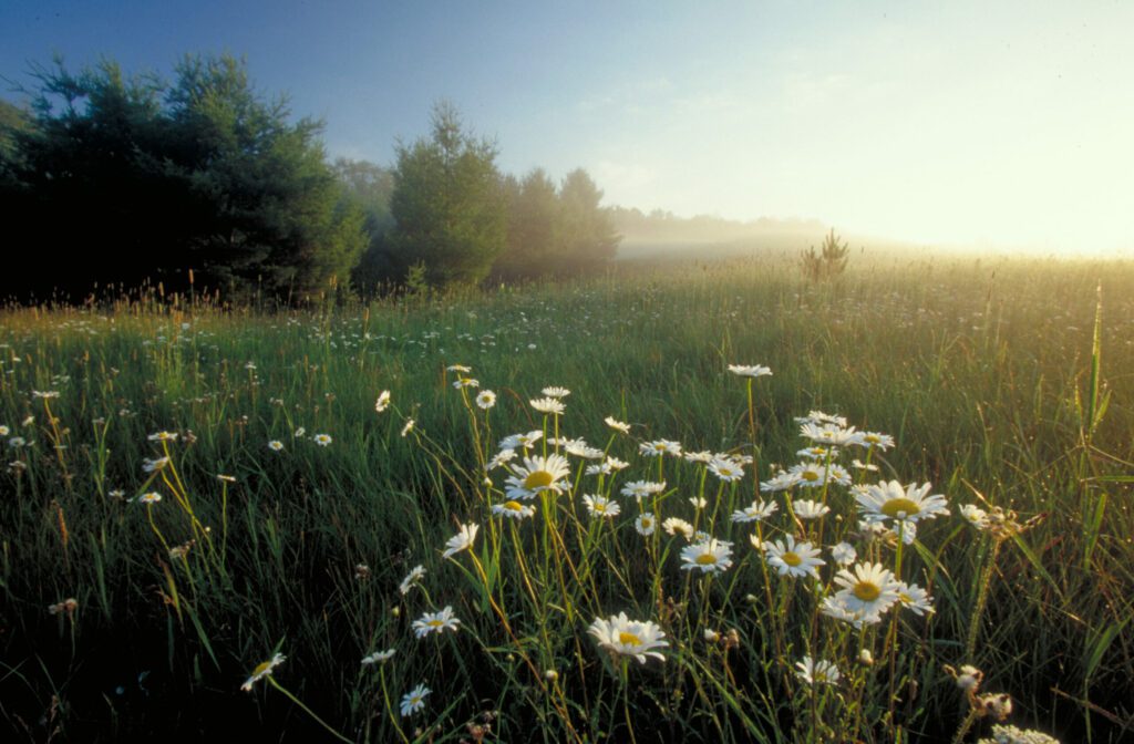 A field full of daisies.