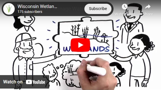 Screenshot of a YouTube video play screen about wetlands.