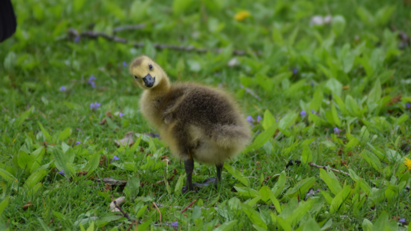 A tiny duckling standing in the grass