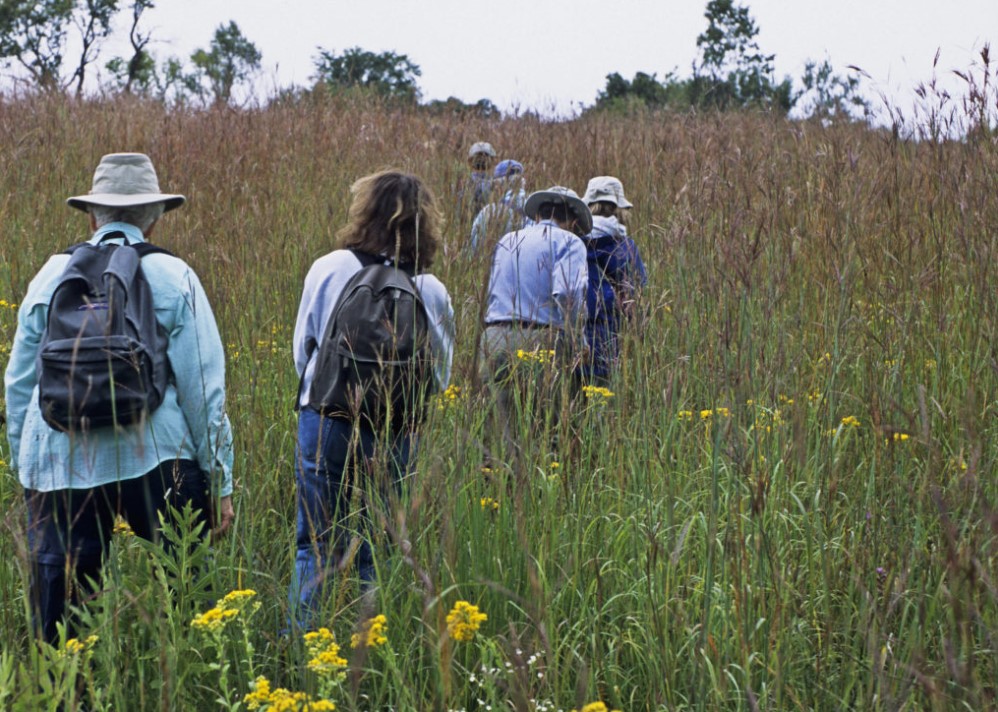 Several people walking through tall prairie grass at Faville Grove Sanctuary.