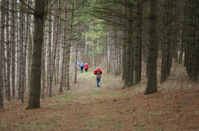 A group of hikers walking through a forest.