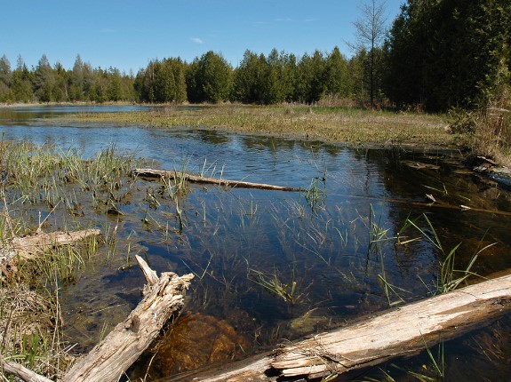 A lake with marsh grass and downed trees along the shore.