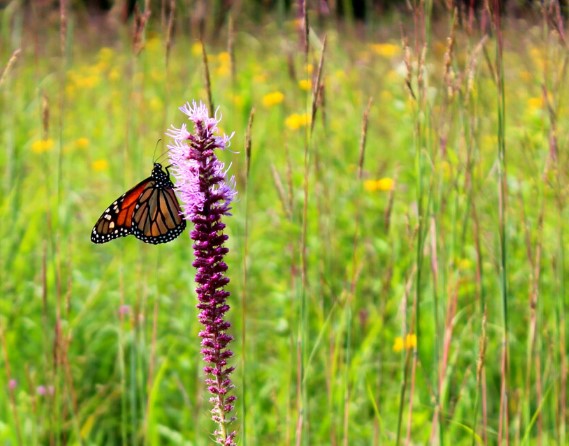 A monarch butterfly on a purple flower in a field.