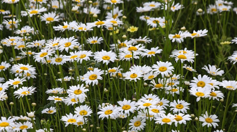 A field full of white daisies.