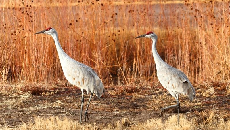 Two sandhill cranes in a field during autumn.