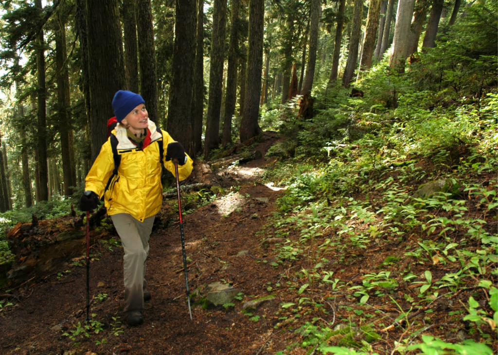 A woman in a yellow jacket with walking poles hiking on a wooded trail.