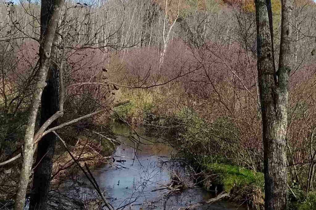 A narrow stream in fall with bare trees and red dogwood.