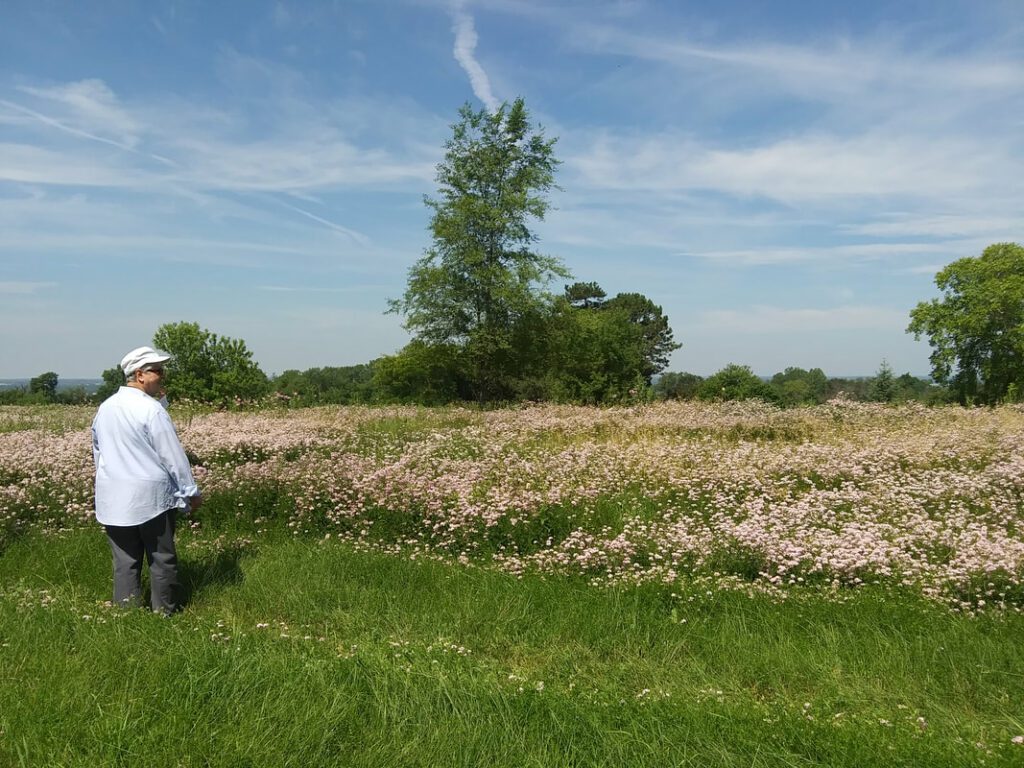 A person standing at the edge of field in summer.