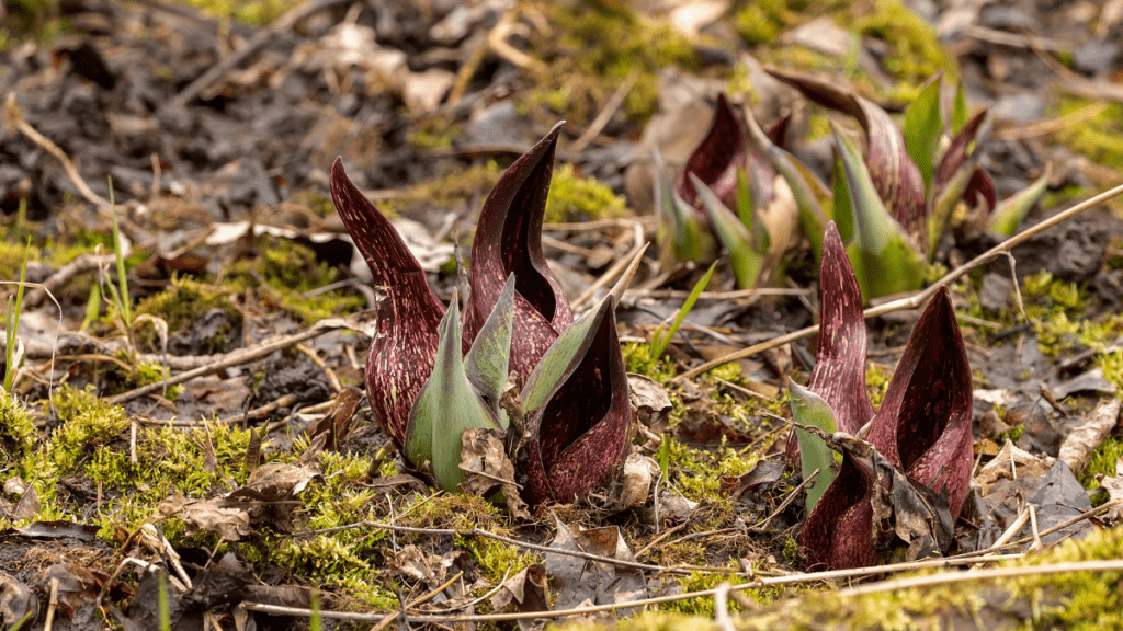 Close-up photo of purple and green skunk cabbage in the ground.