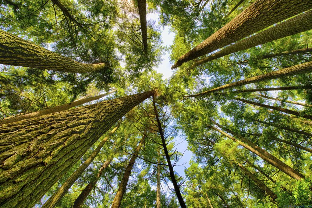 A photo of tree trunks and branches taken from the perspective of the forest floor looking straight up at the sky