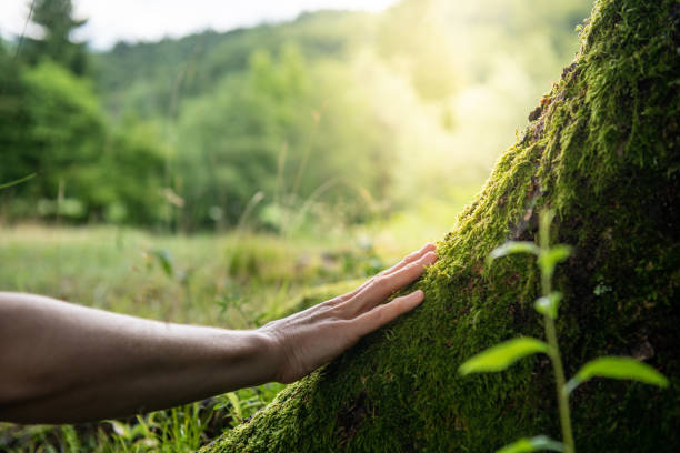 Photo of a person's hand touching a tree with beautiful scenery in the background