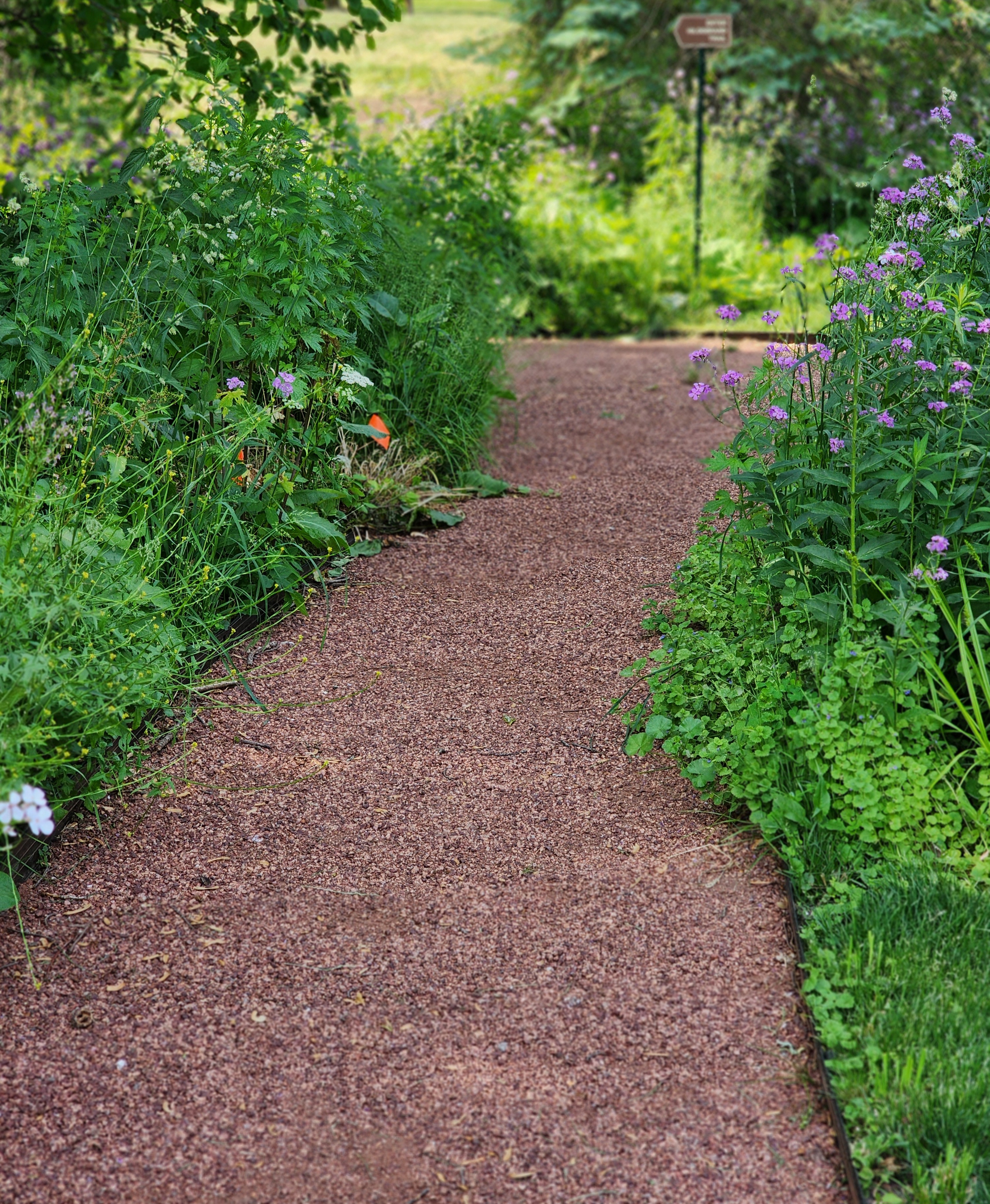 Picture of a trail with green grass and bushes on each side of the trail