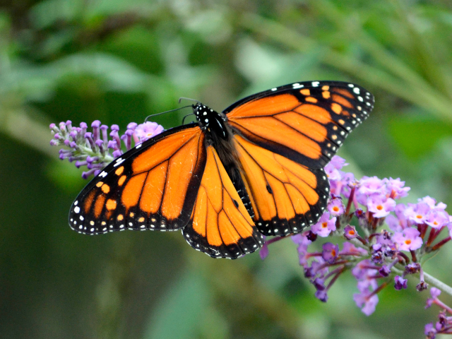 Monarch butterfly perched on a flower