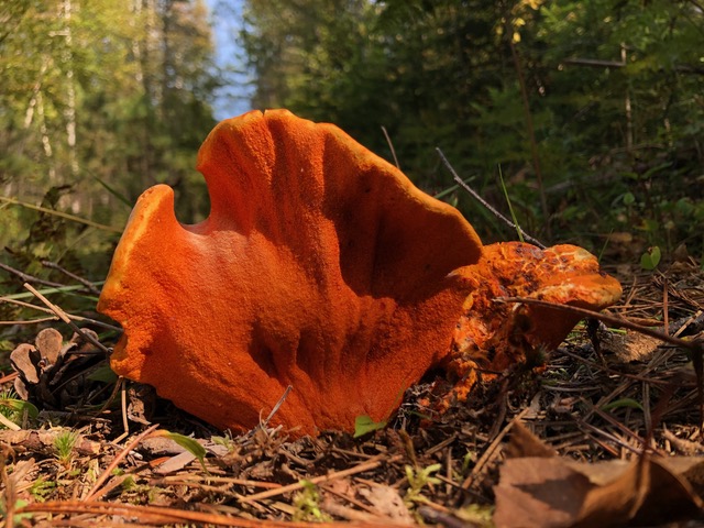 Fungi sprouting from the ground