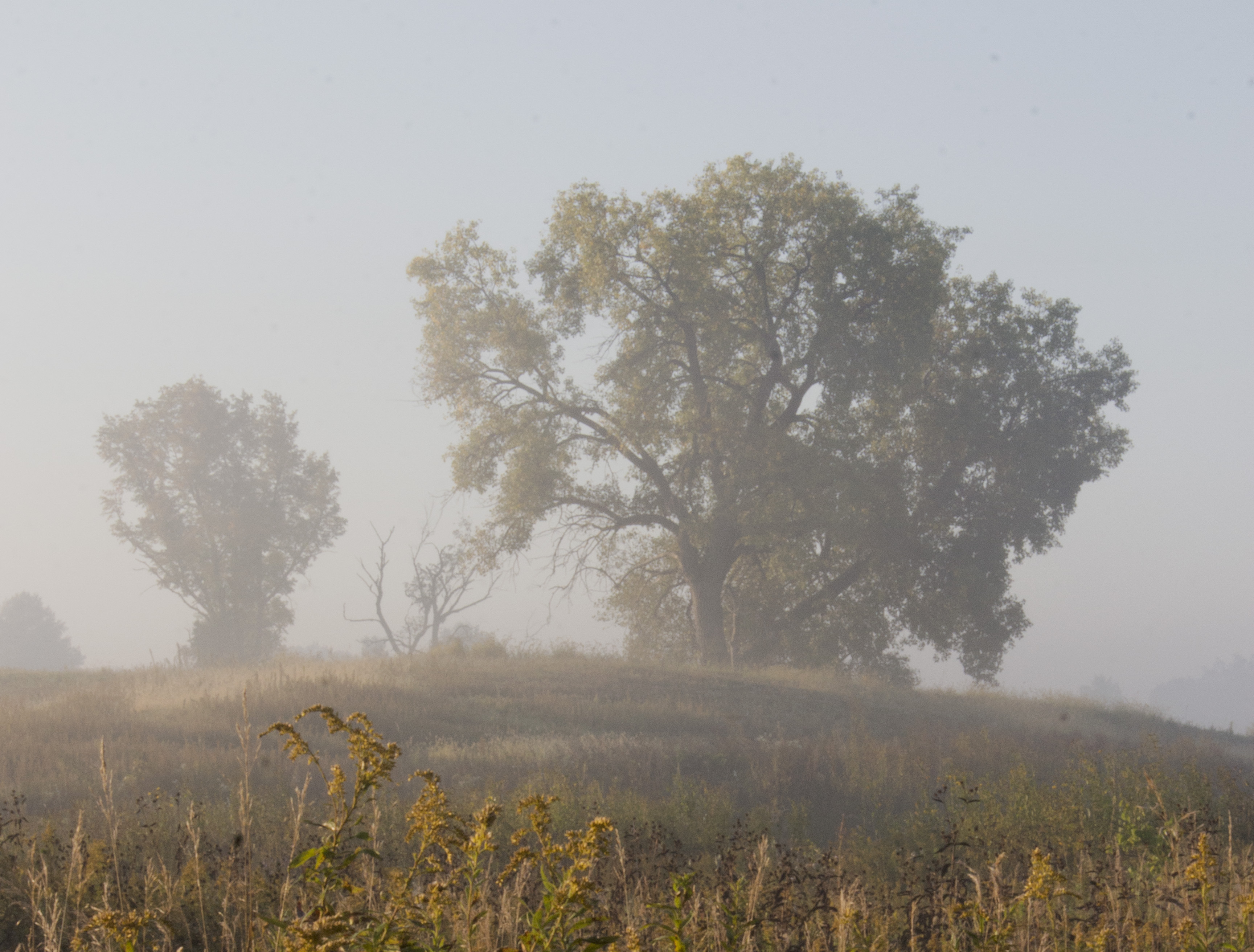 Trees in a foggy field