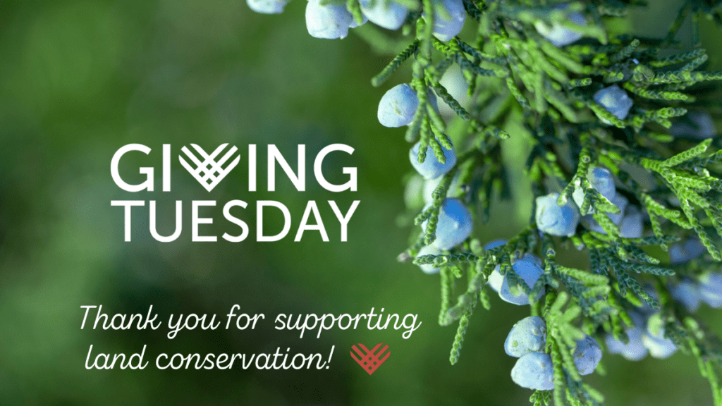Close-up of a pine tree branch with ice blue berries and text that reads "Giving Tuesday - Thank you for supporting land conservation."