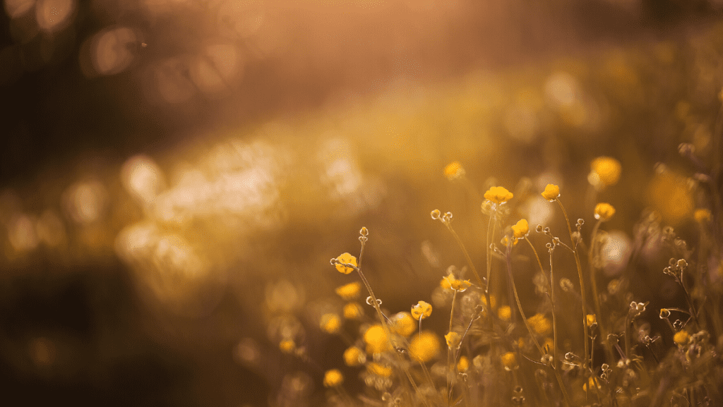 A sepia toned photo of a field with yellow wildflowers