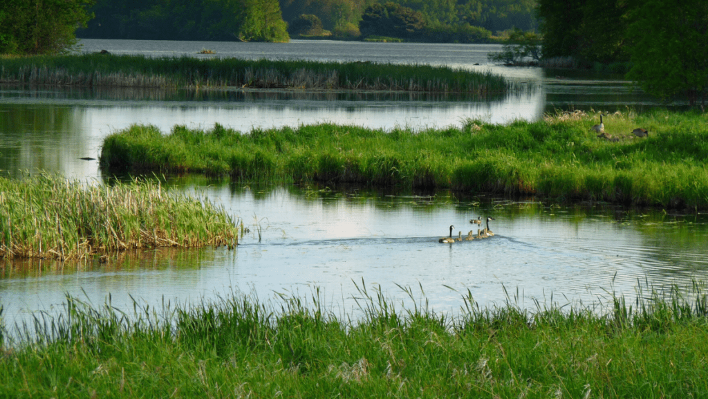 A wetland with a winding waterway surrounding by short green grass and shrubs