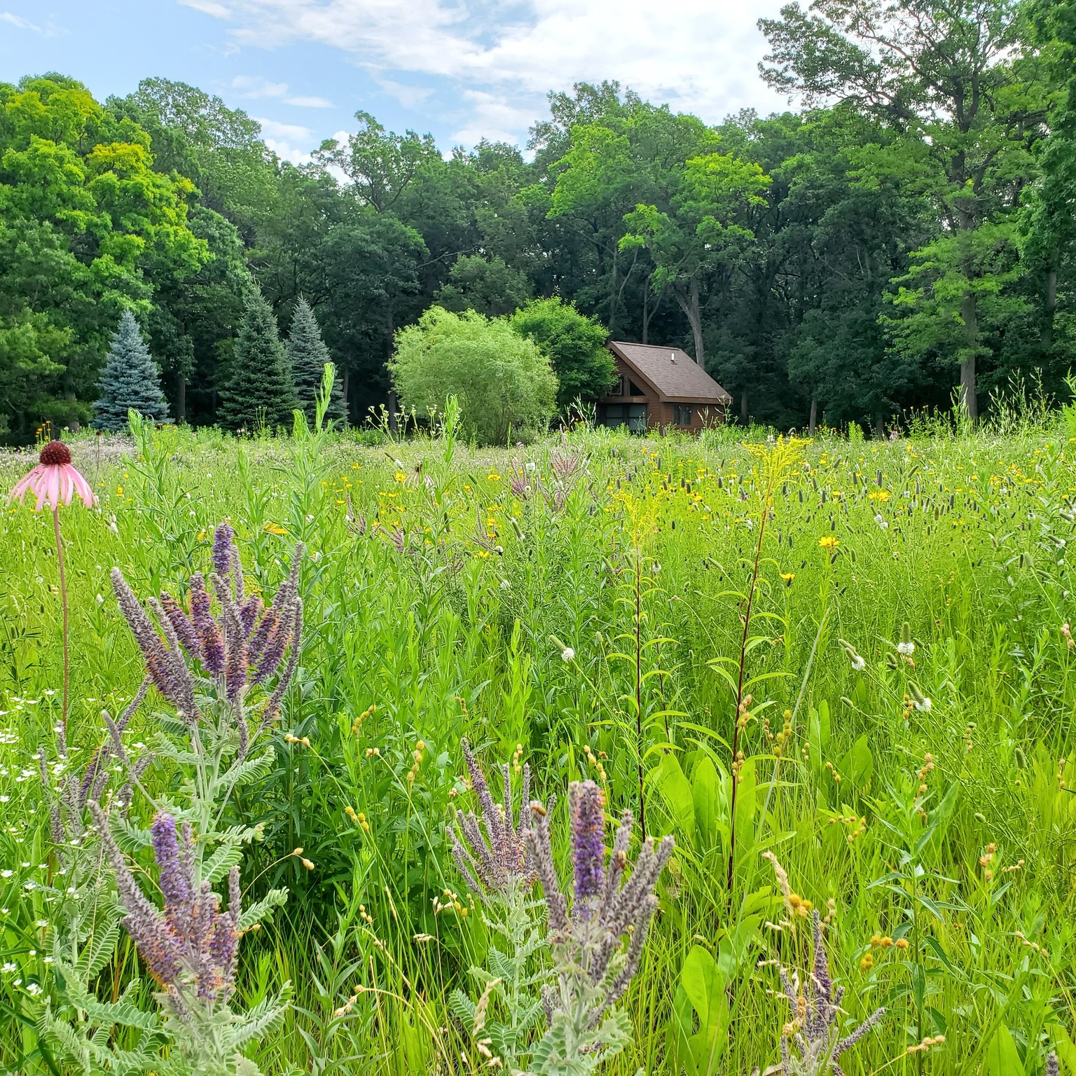 A field with purple wildflowers and a small brown building in the back.