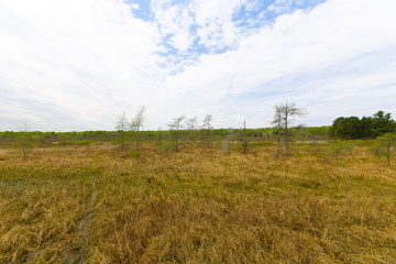 Dry grassy area with thin and wispy trees