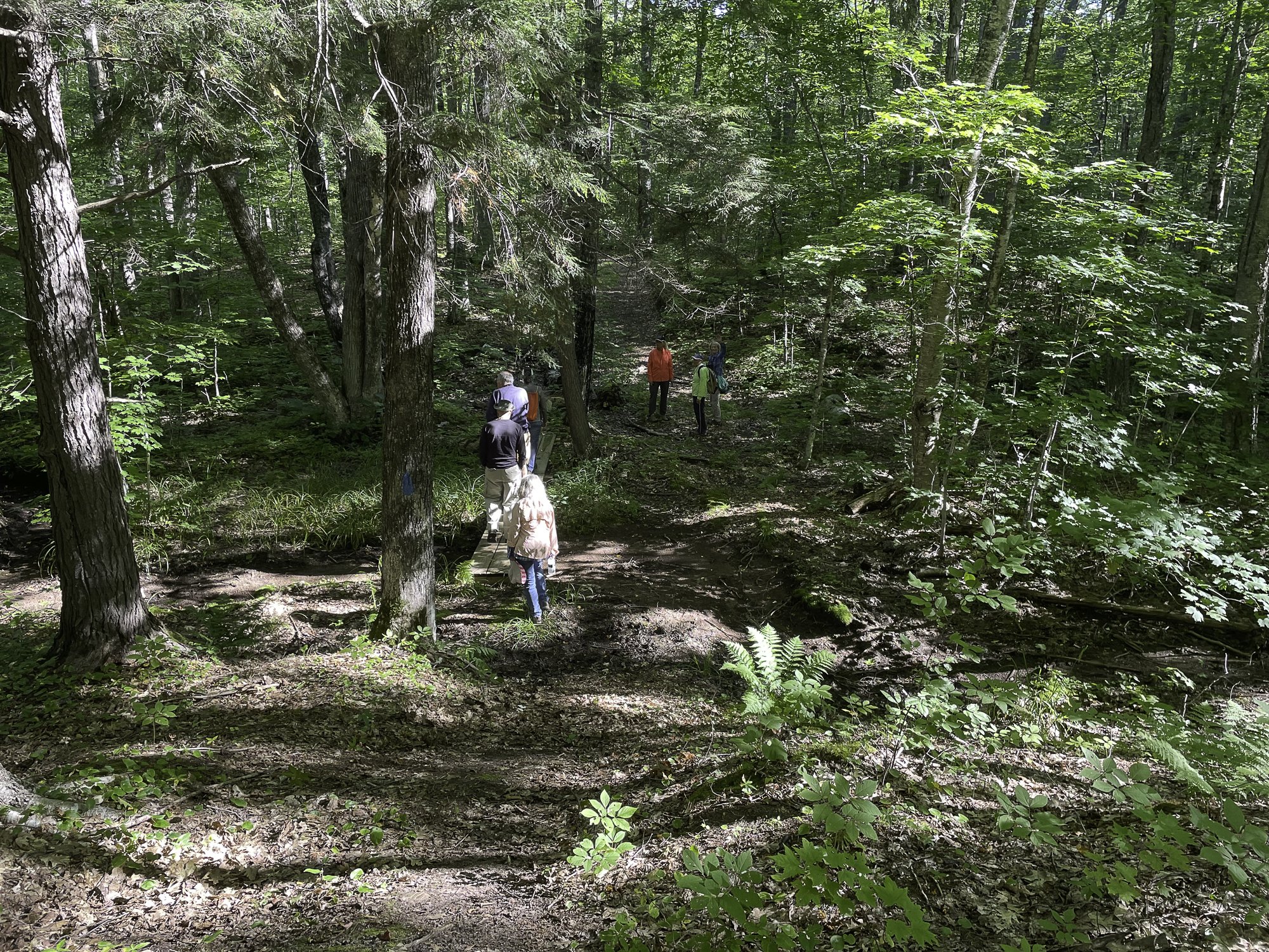 Group of people hiking on a dirt trail in the woods