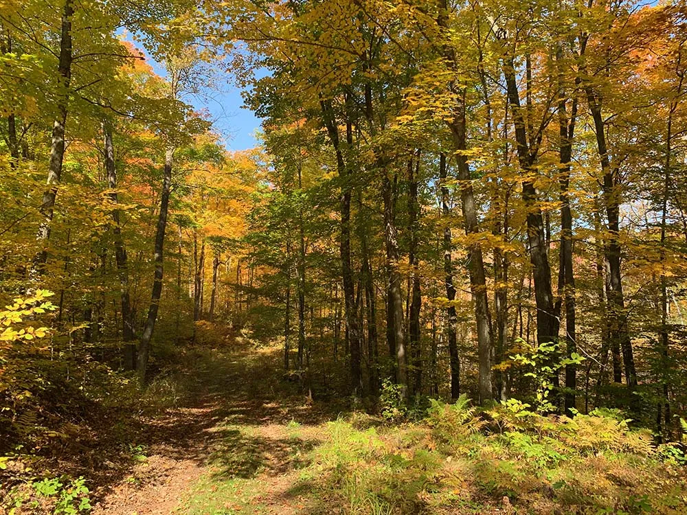 Dirt trail in the middle of a wooded area with trees in fall