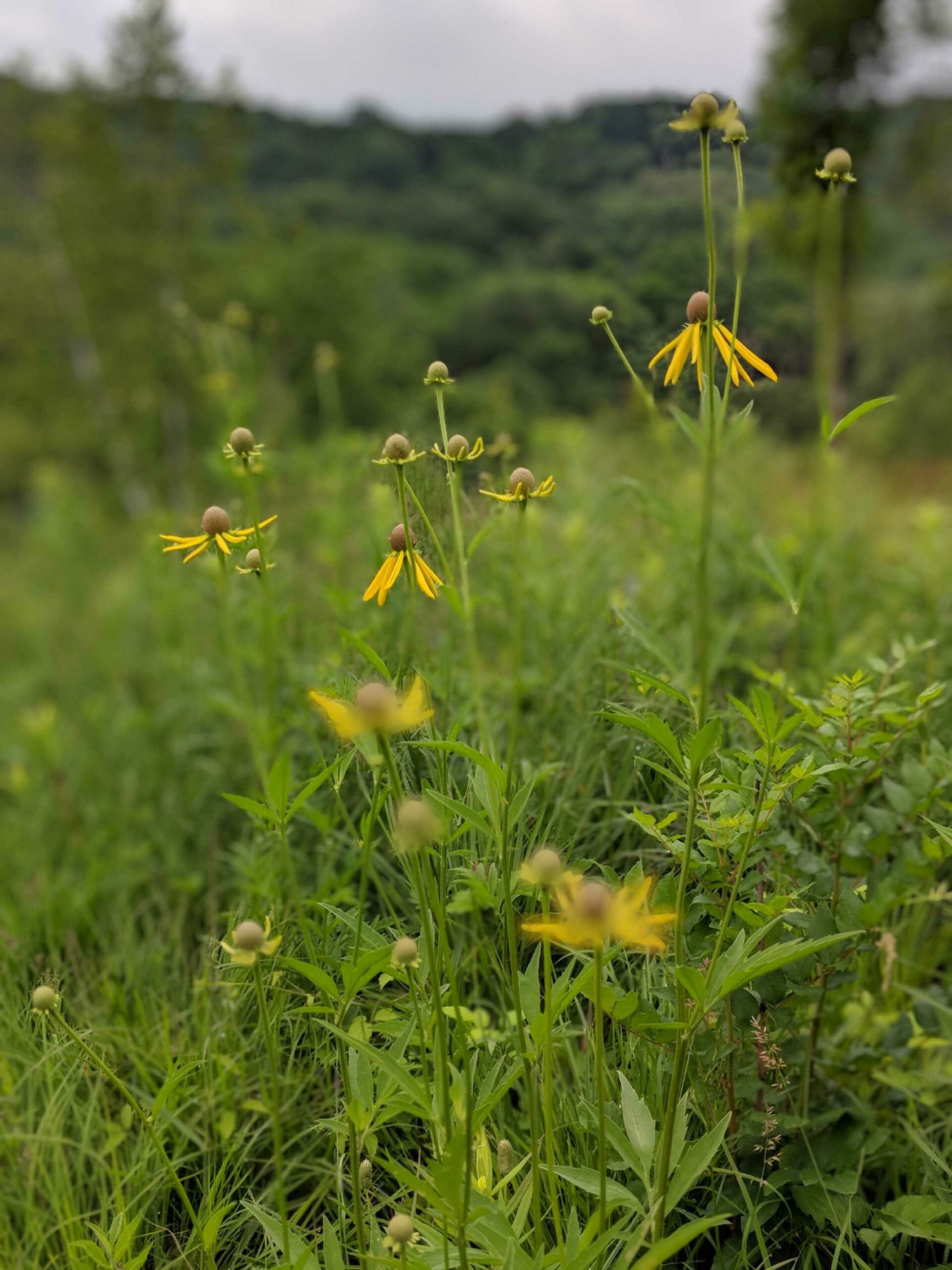 Close up of a plant with a brown round top and yellow petals