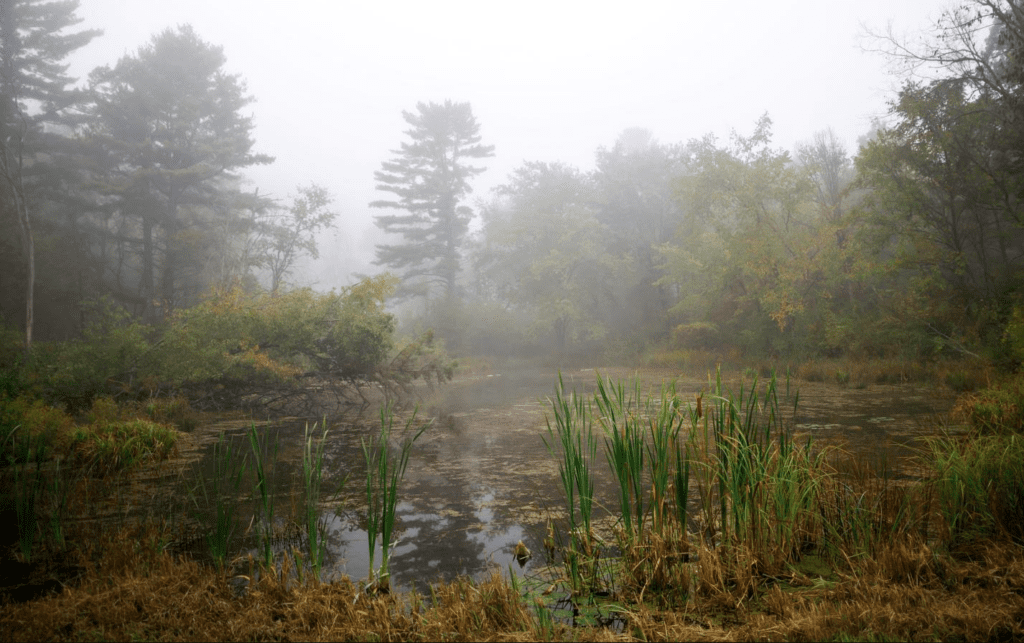 Foggy pond surrounded by trees and cattails.