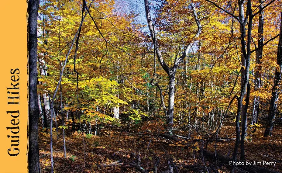 A forest in autumn with yellow and orange trees.