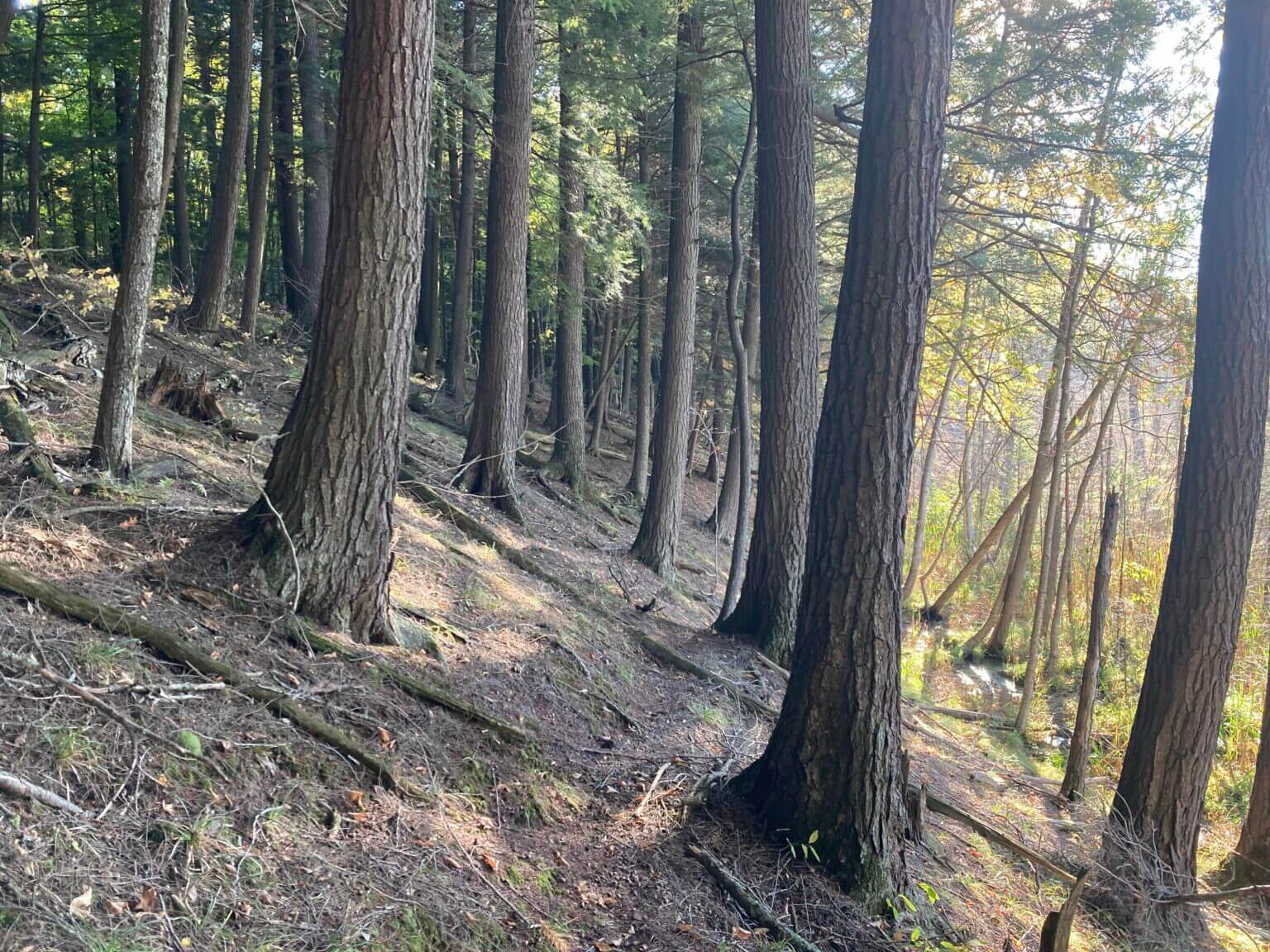Dozens of tree trunks in a forest.