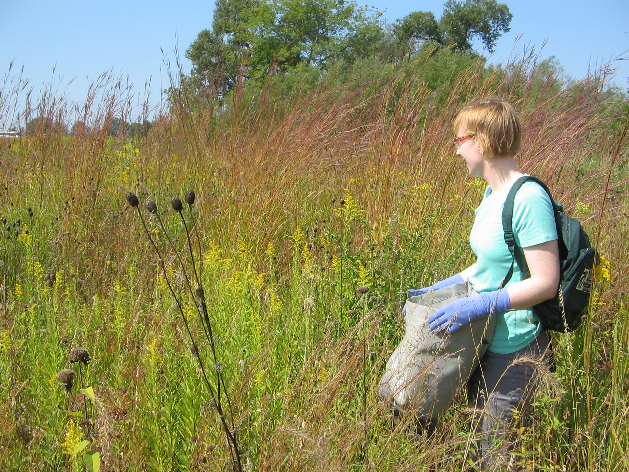 A woman in a teal shirt and gloves holding a bag to collect seeds in a prairie.