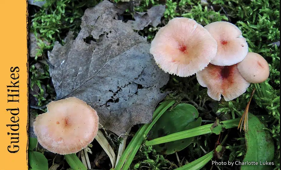 Light orange colored mushrooms next to a brown dead leaf and some green grass.