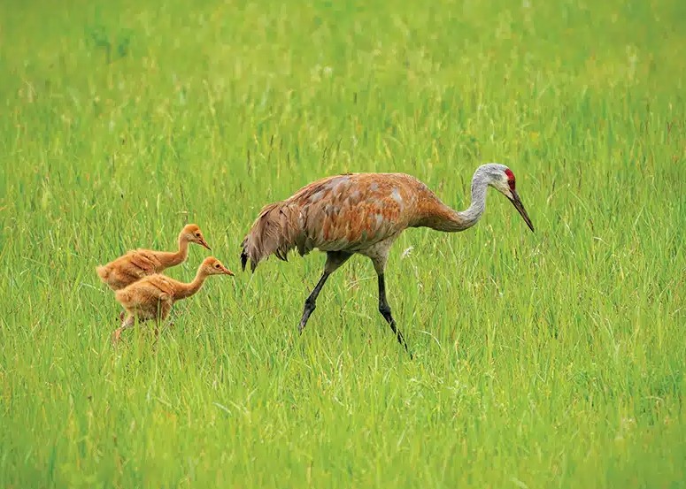 One adult and two young sandhill cranes walking in a field.
