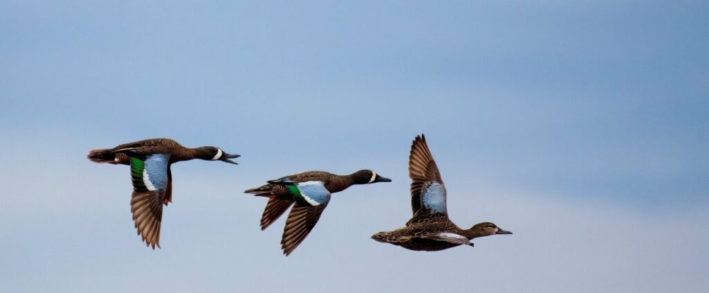 A few birds in flight through a blue sky.