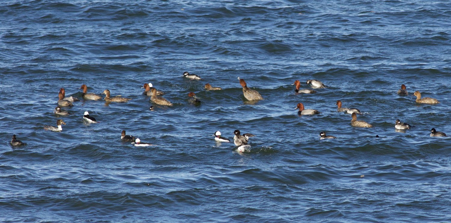 A group of waterfowl in a wavy blue lake.