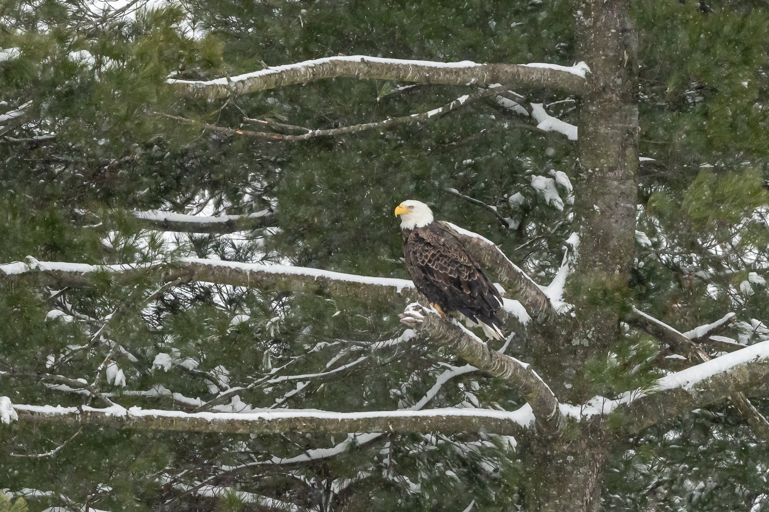 A bald eagle perched stoically on a branch of a large tree in winter.