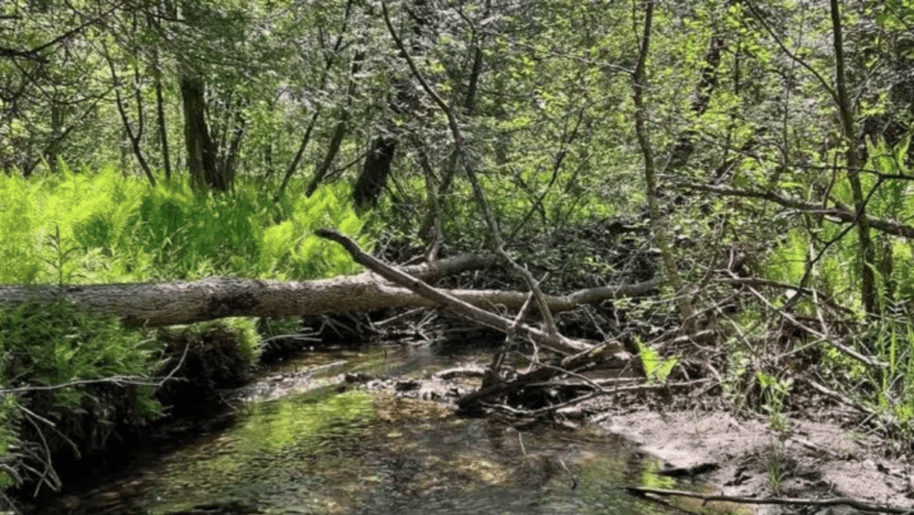 A creek within the woods surrounded by fallen trees.