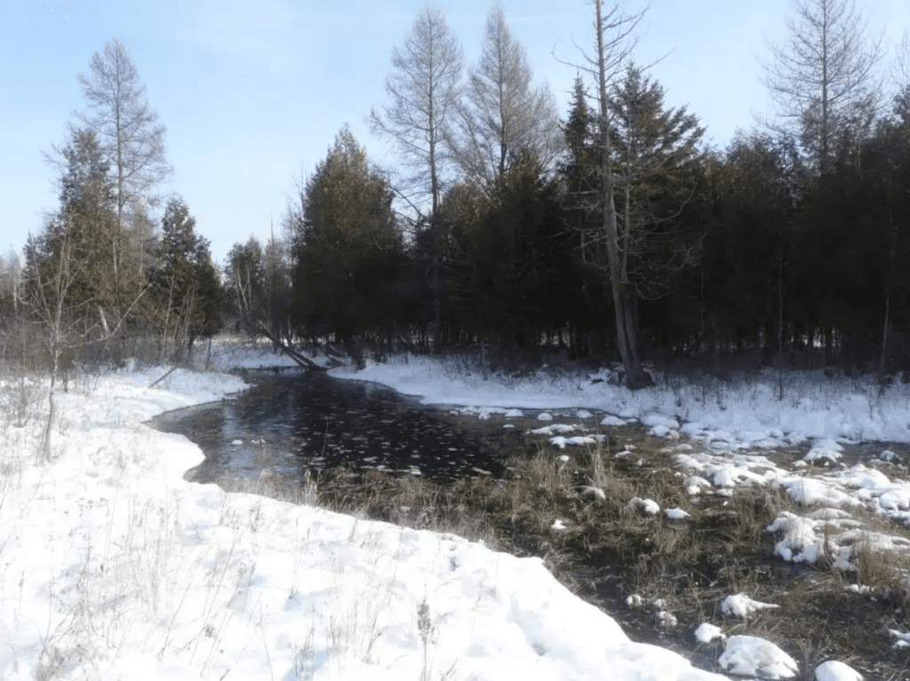 An icy stream in winter with snowy banks and pine trees.