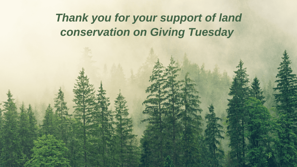 A forest of green trees in beige fog with text overlaid thanking people for donating on Giving Tuesday.