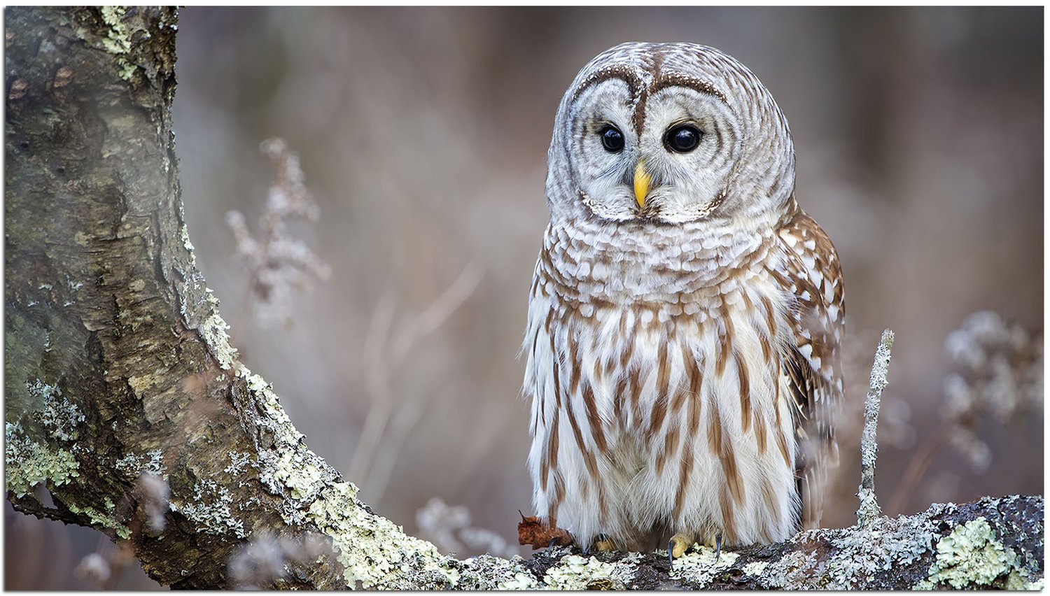 Close up of a barred owl perched on a tree branch.