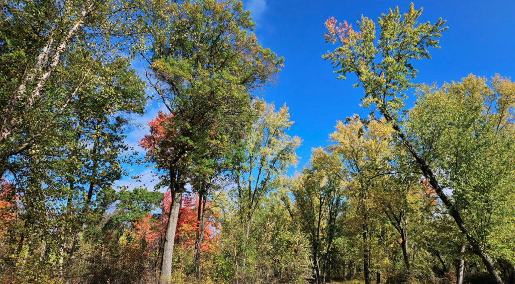 Hardwood trees at the start of fall with green and red leaves.