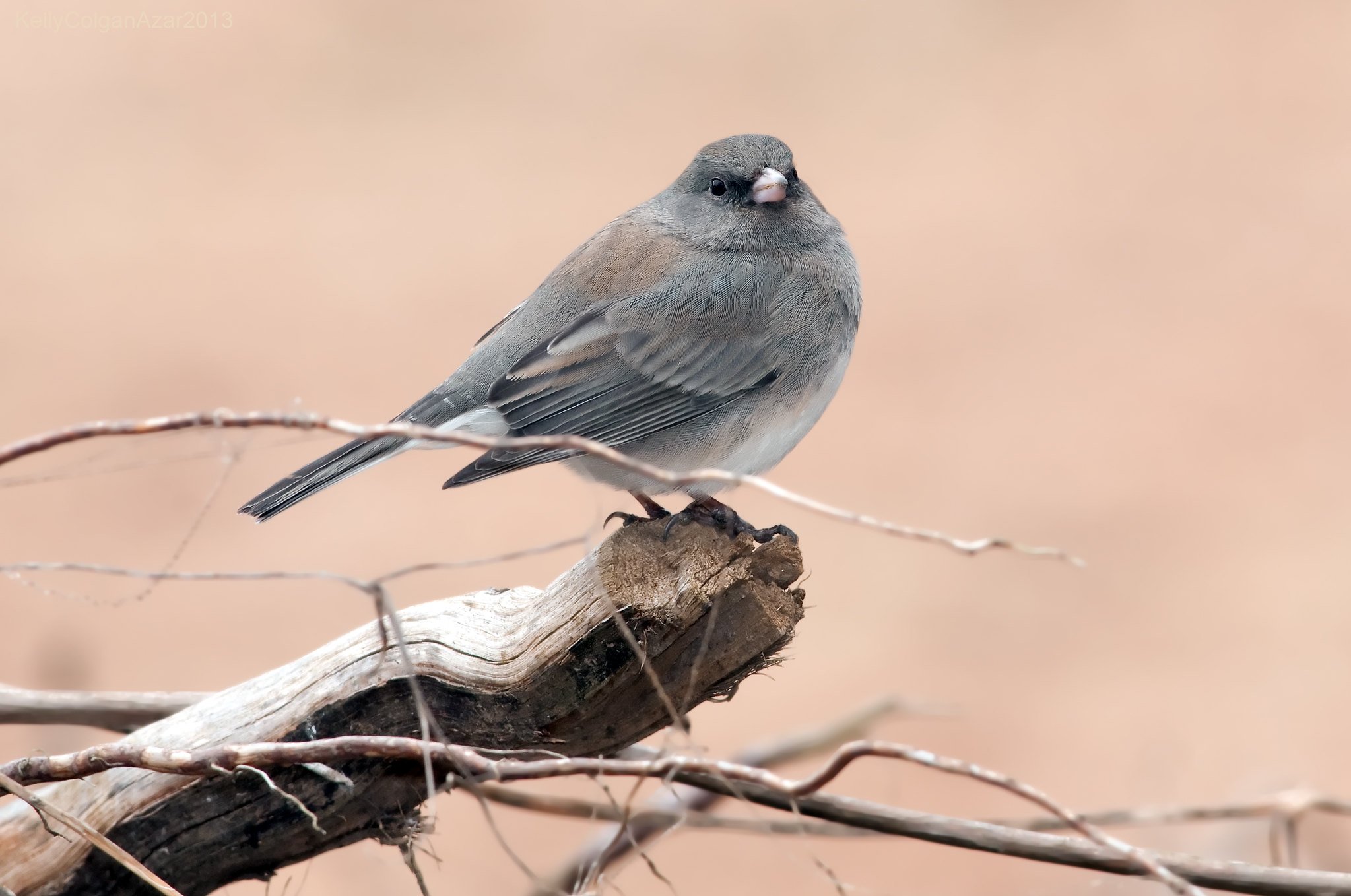 A small gray bird on a twig with a beige background.