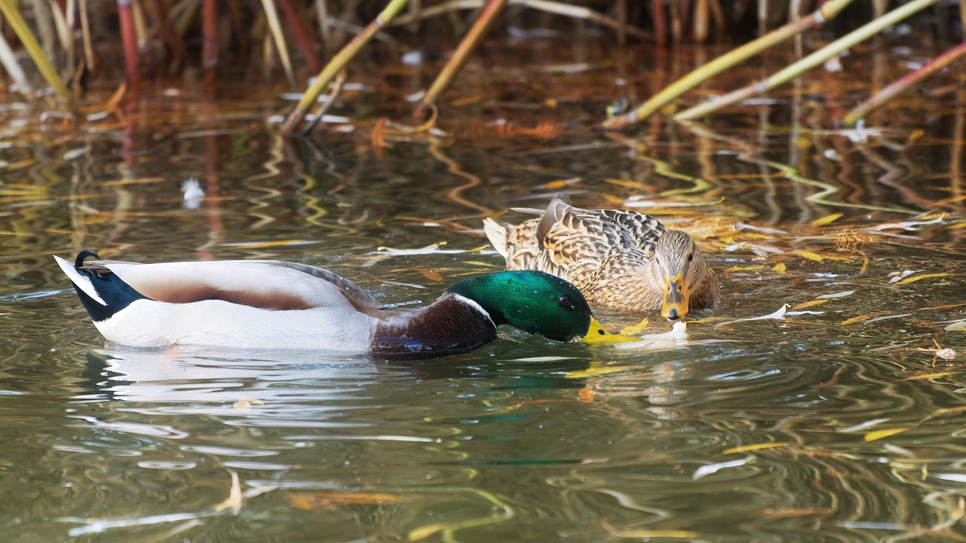 A male and female duck floating in water and eating.