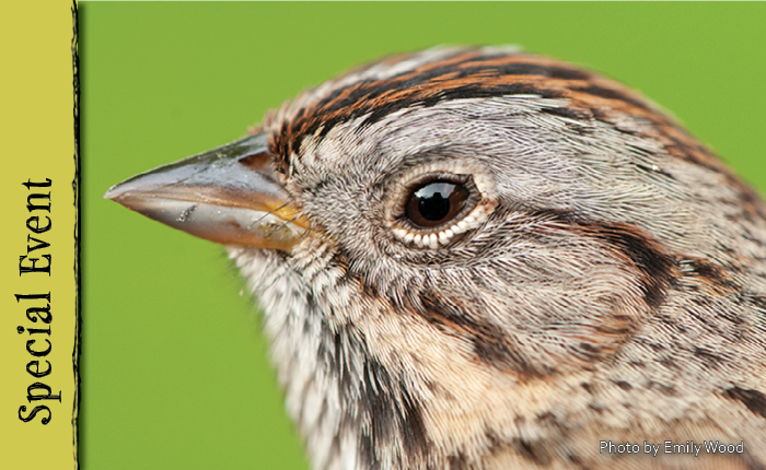 Close up of a sparrow head with a green background.