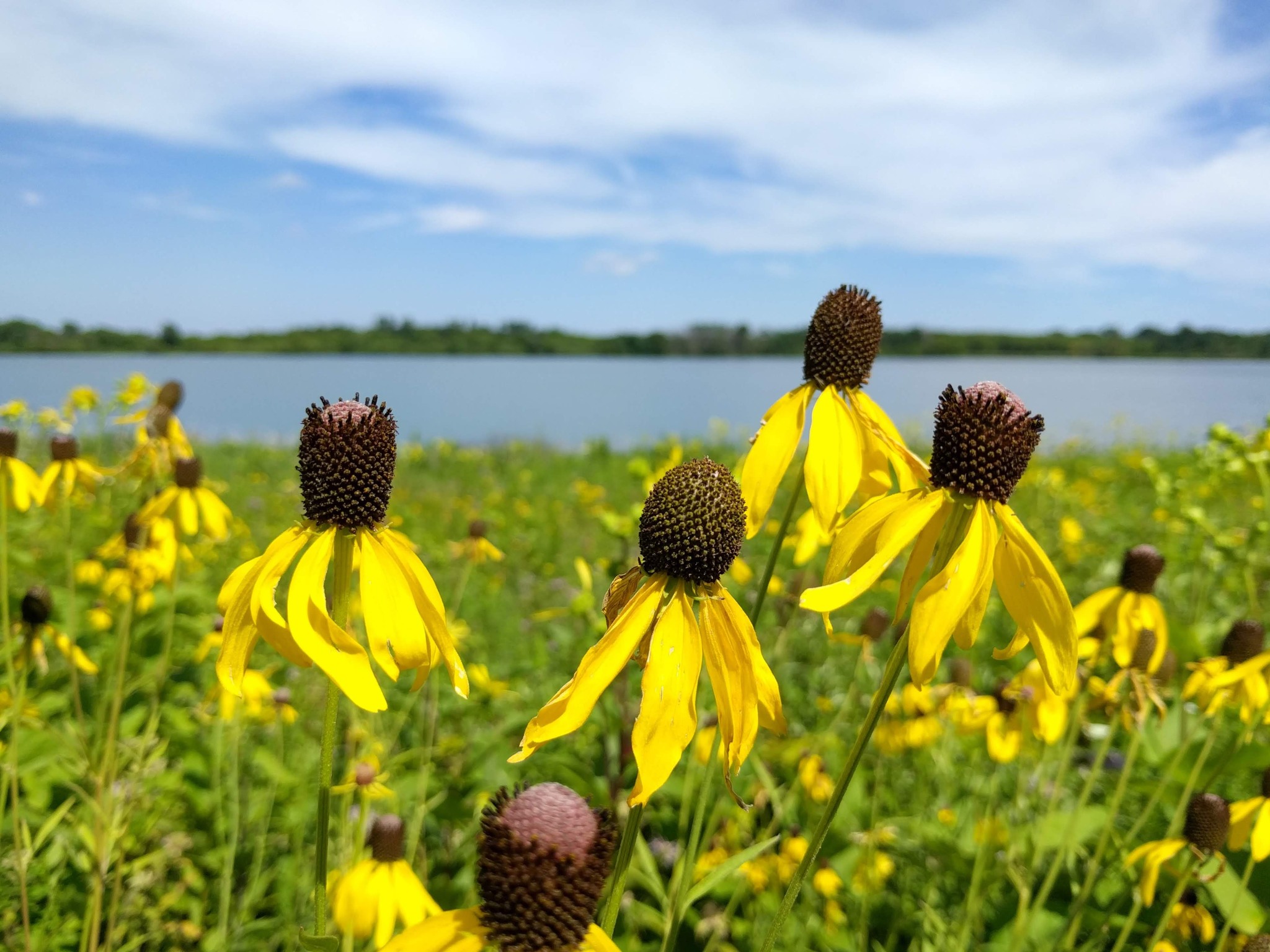 A field of yellow flowers overlooking a lake.