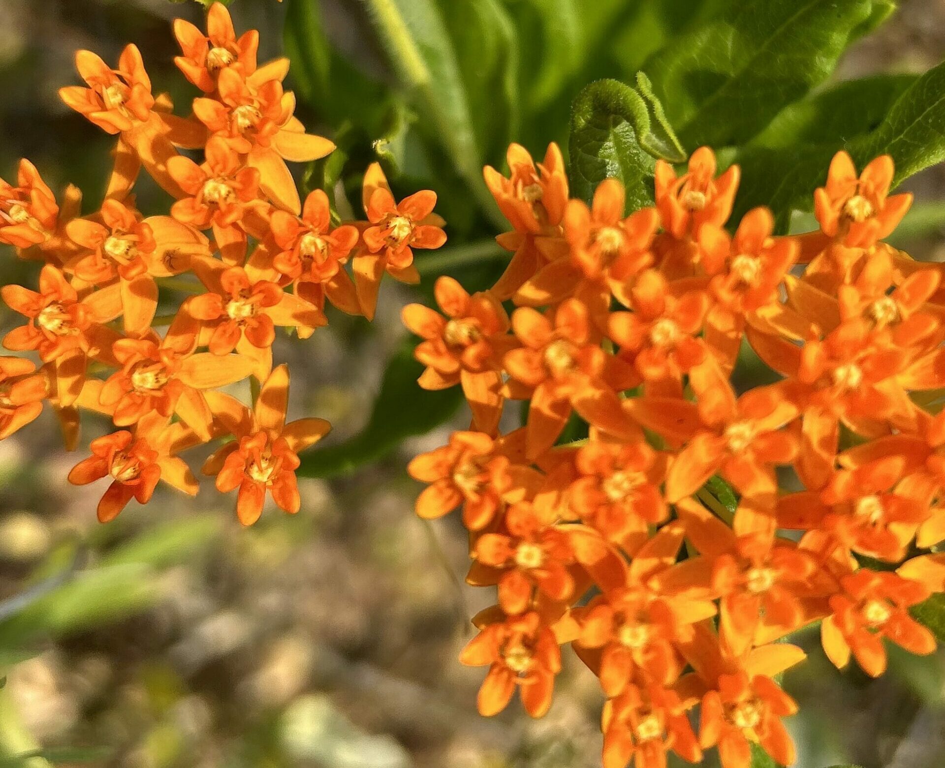 Clusters of small bright orange flowers.